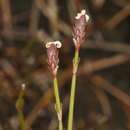 Слика од Chordifex monocephalus (R. Br.) B. G. Briggs