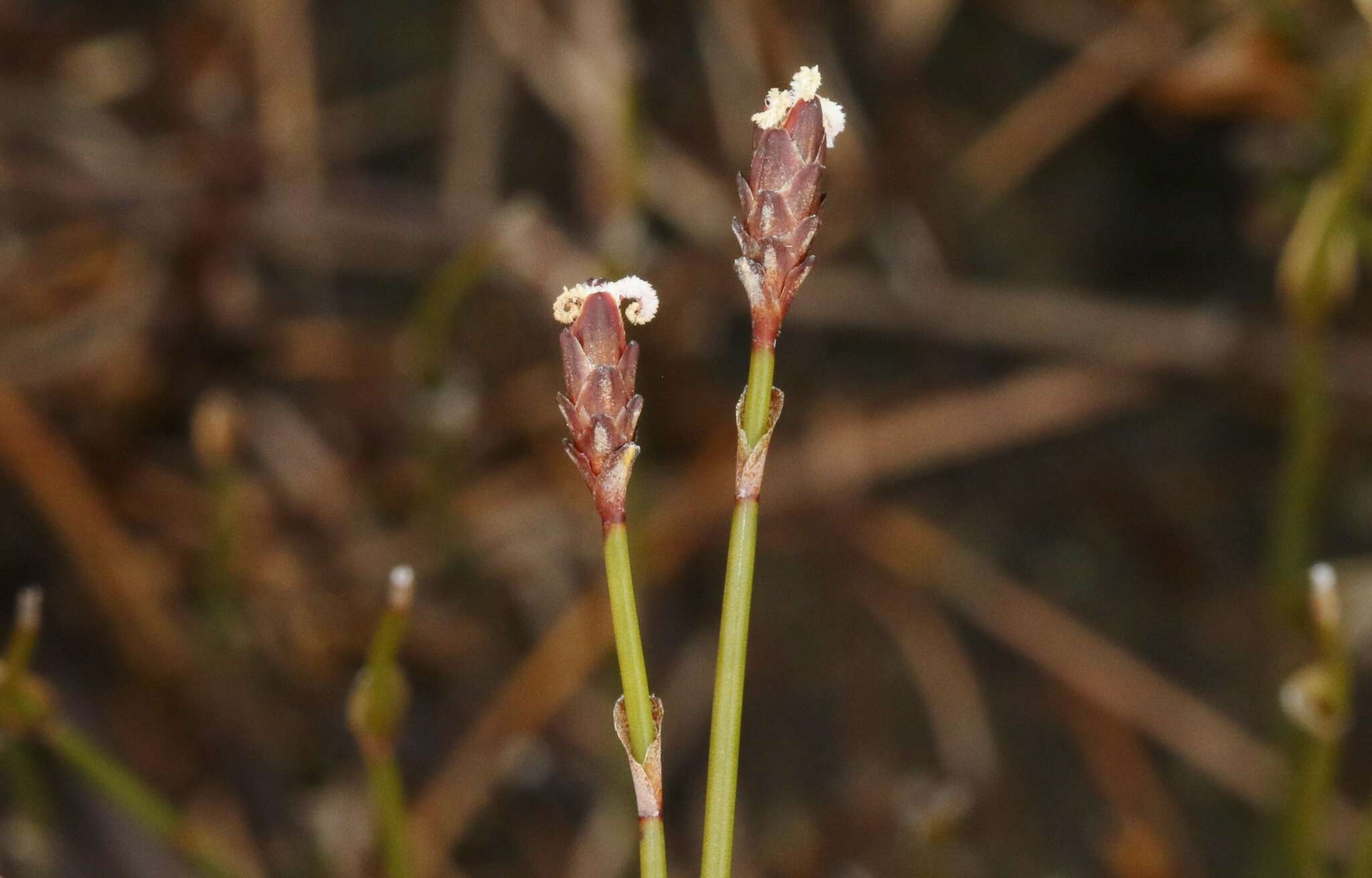 Слика од Chordifex monocephalus (R. Br.) B. G. Briggs