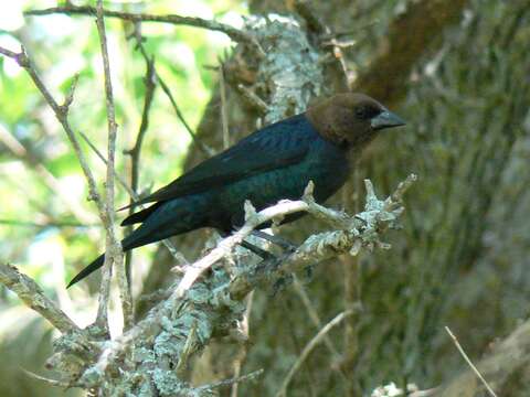 Image of Cowbird