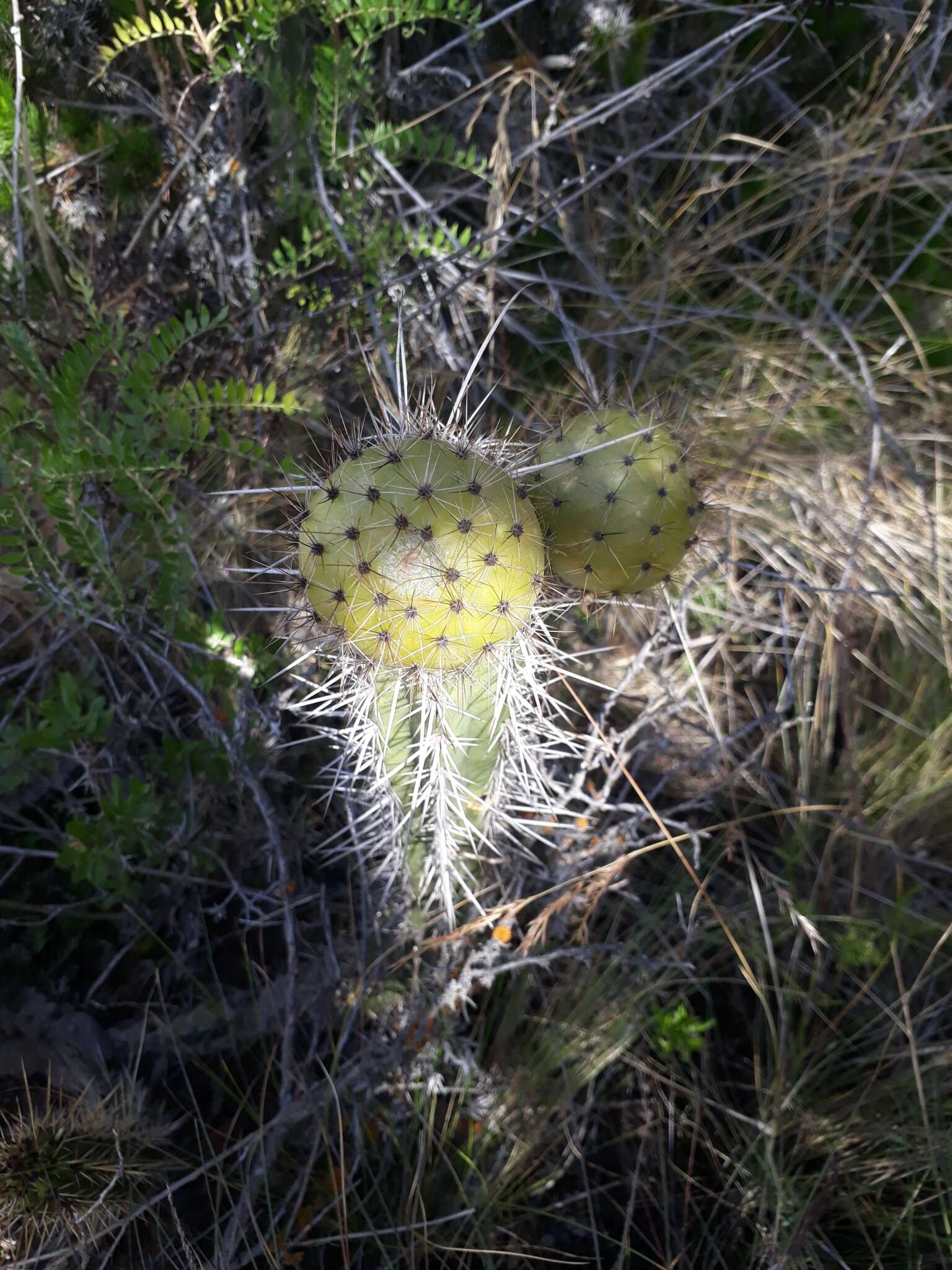 Corryocactus melanotrichus Britton & Rose resmi