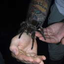 Image of Brown Velvet Birdeater Tarantula