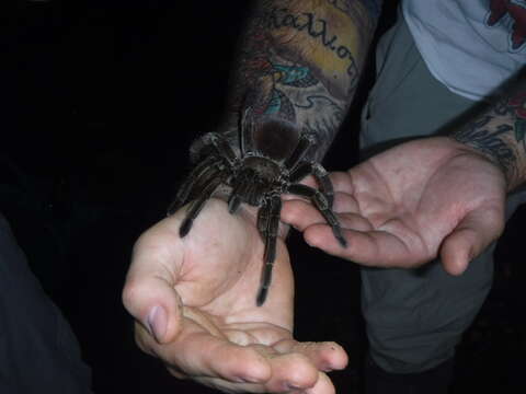 Image of Brown Velvet Birdeater Tarantula