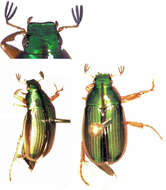 Image of Mānuka chafer beetle