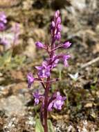 Image of Four-spotted Orchis