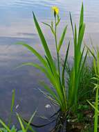 Image of yellow flag, yellow iris