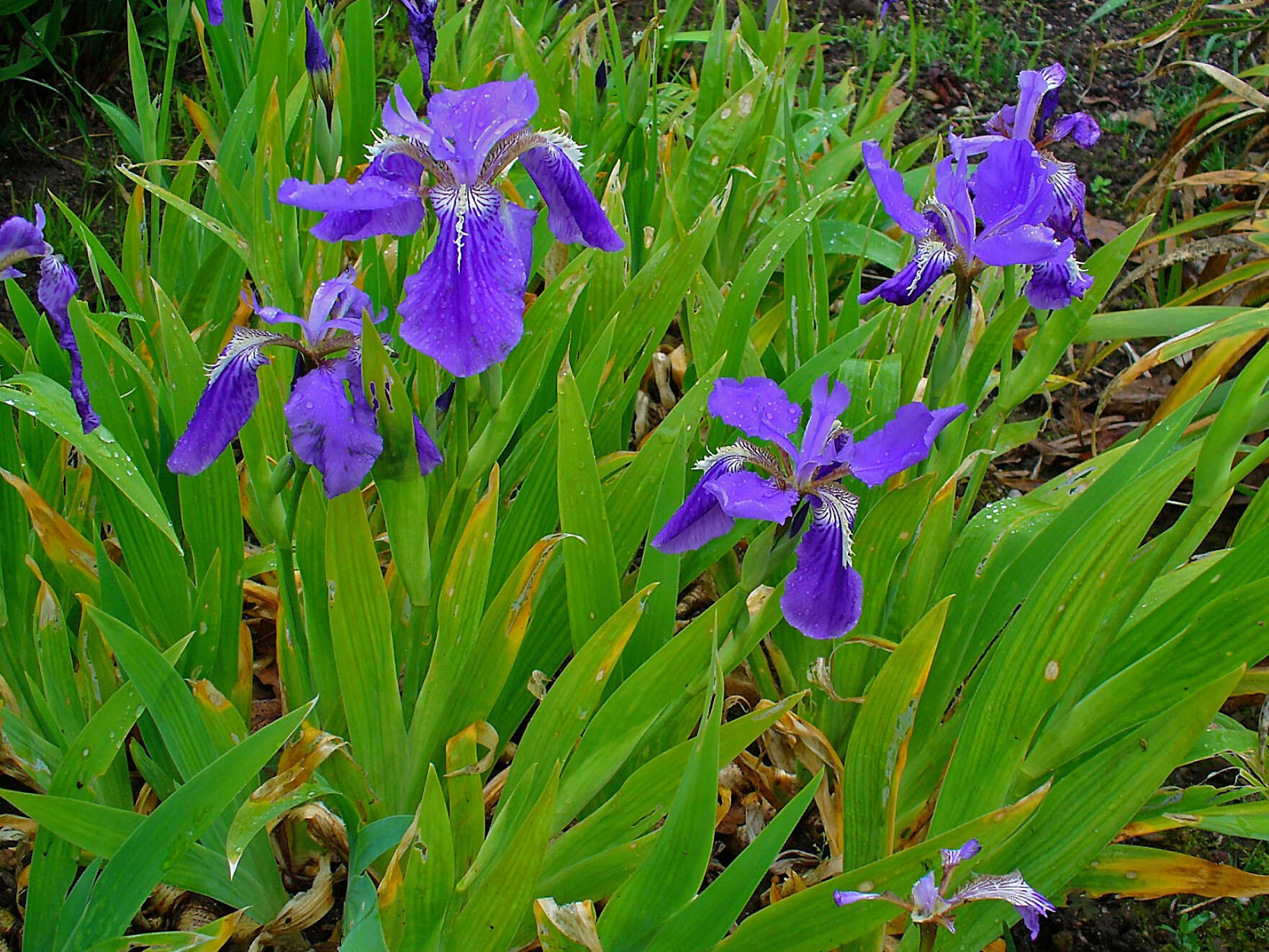 Image of wall iris