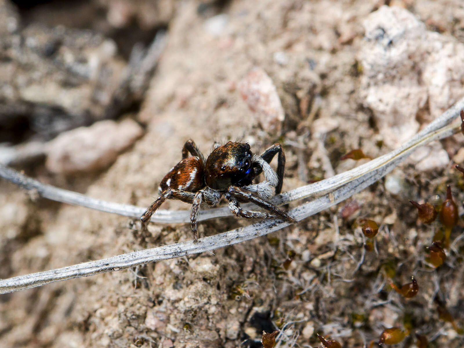 Image of Attulus mirandus (Logunov 1993)