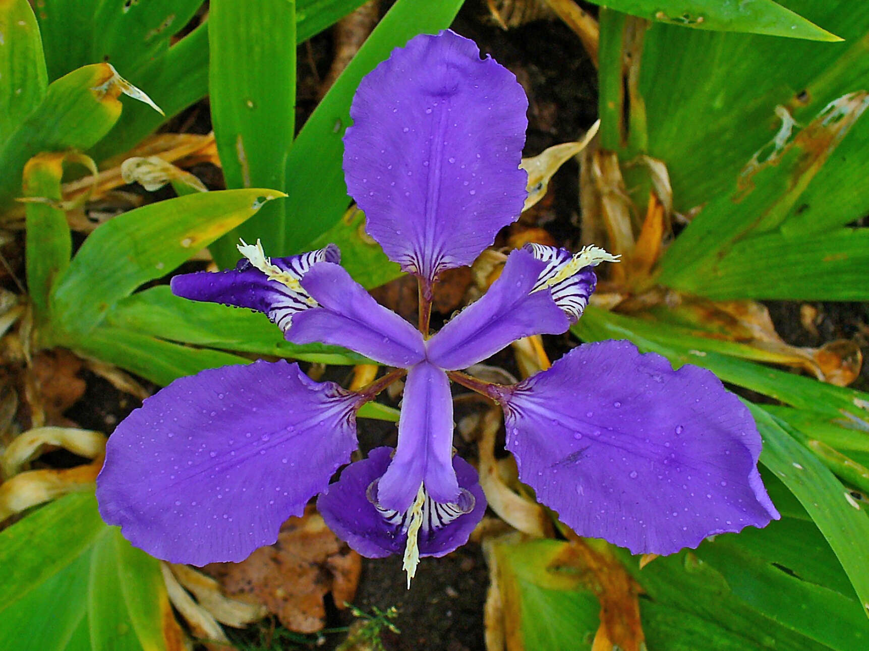 Image of wall iris