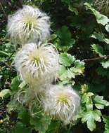 Image of pipestem clematis