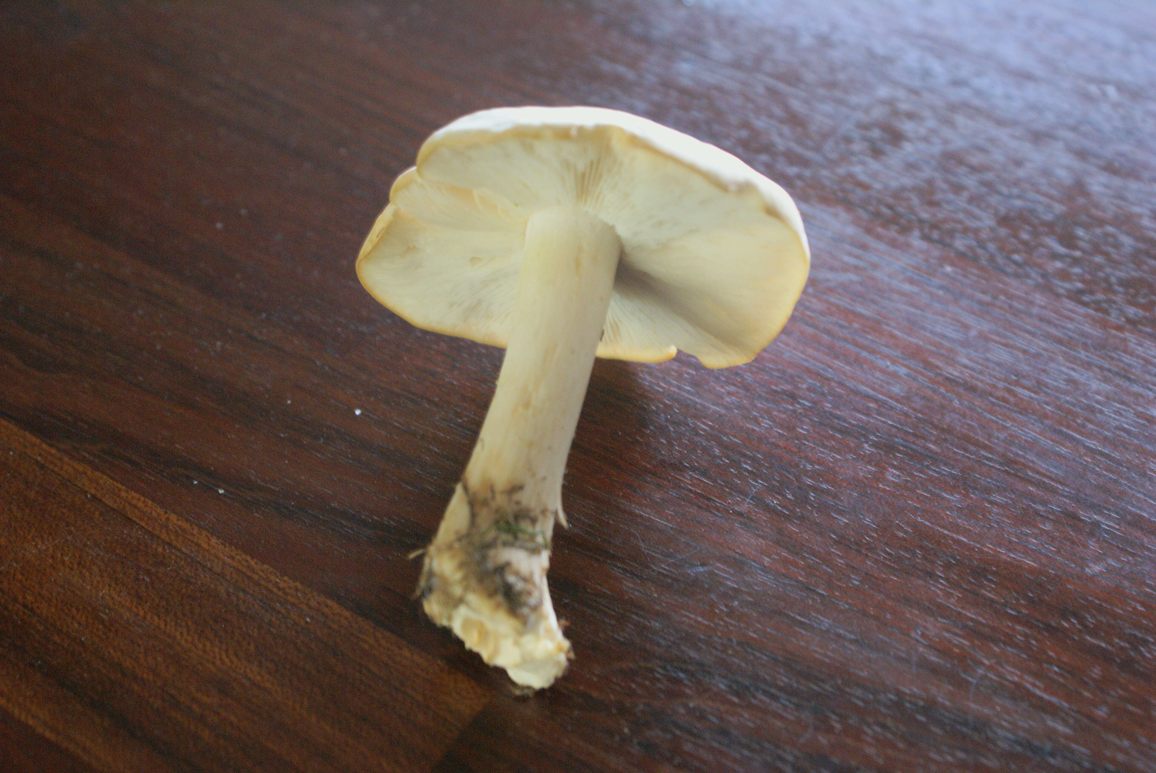 Image of Calocybe