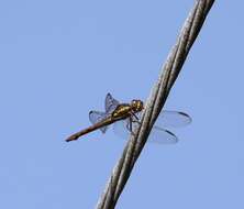 Image of Orthemis aequilibris Calvert 1909