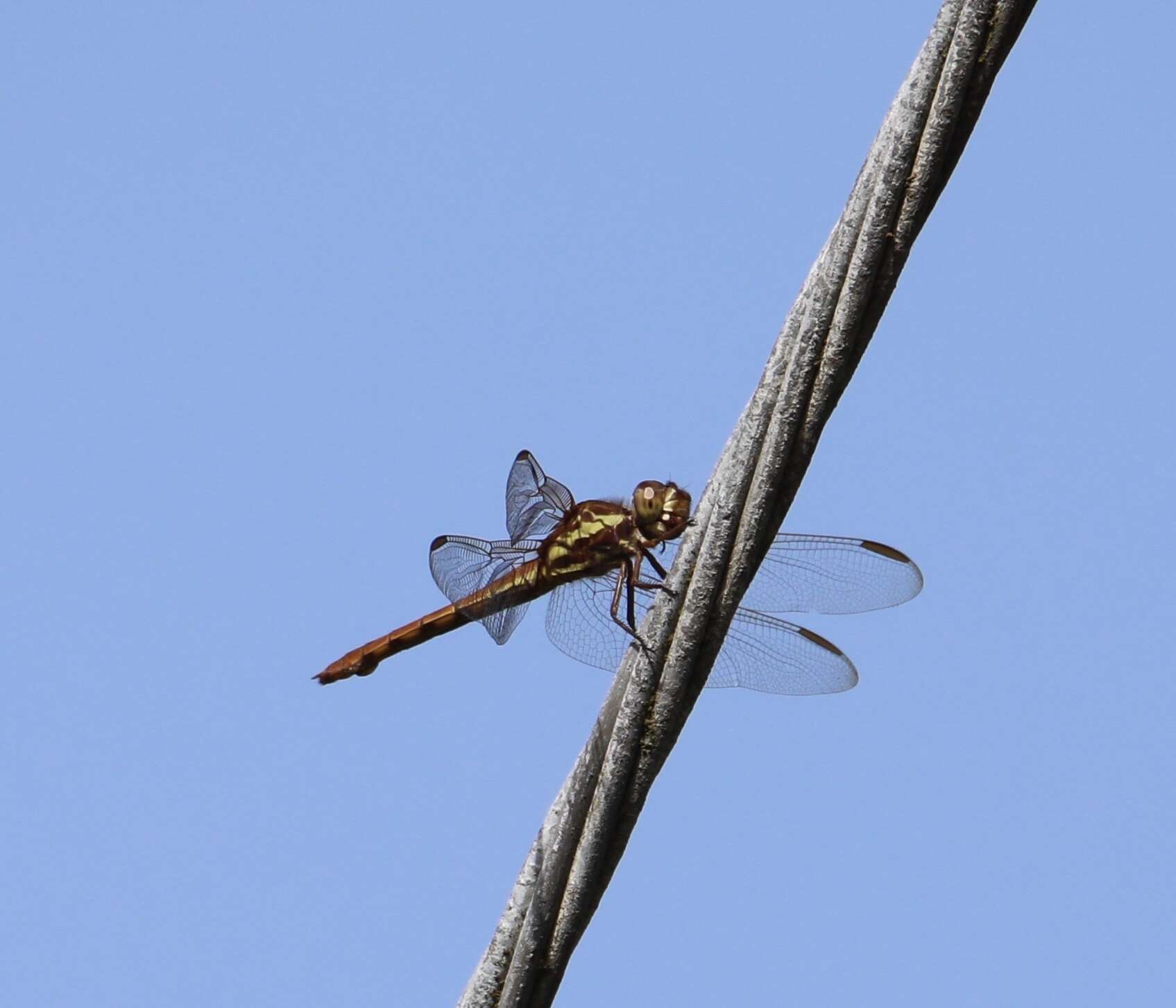 Image of Orthemis aequilibris Calvert 1909