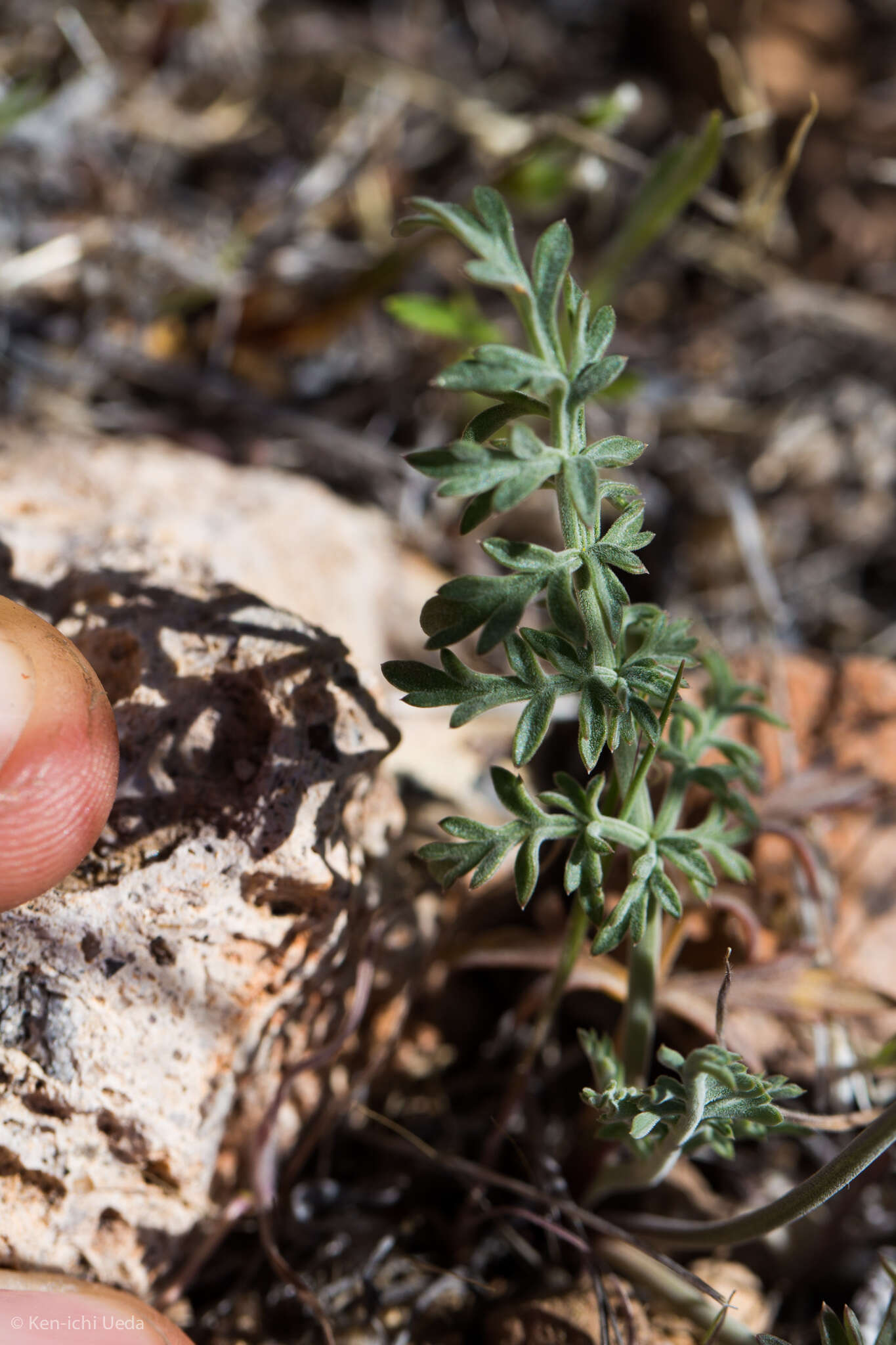 Image of Nevada biscuitroot