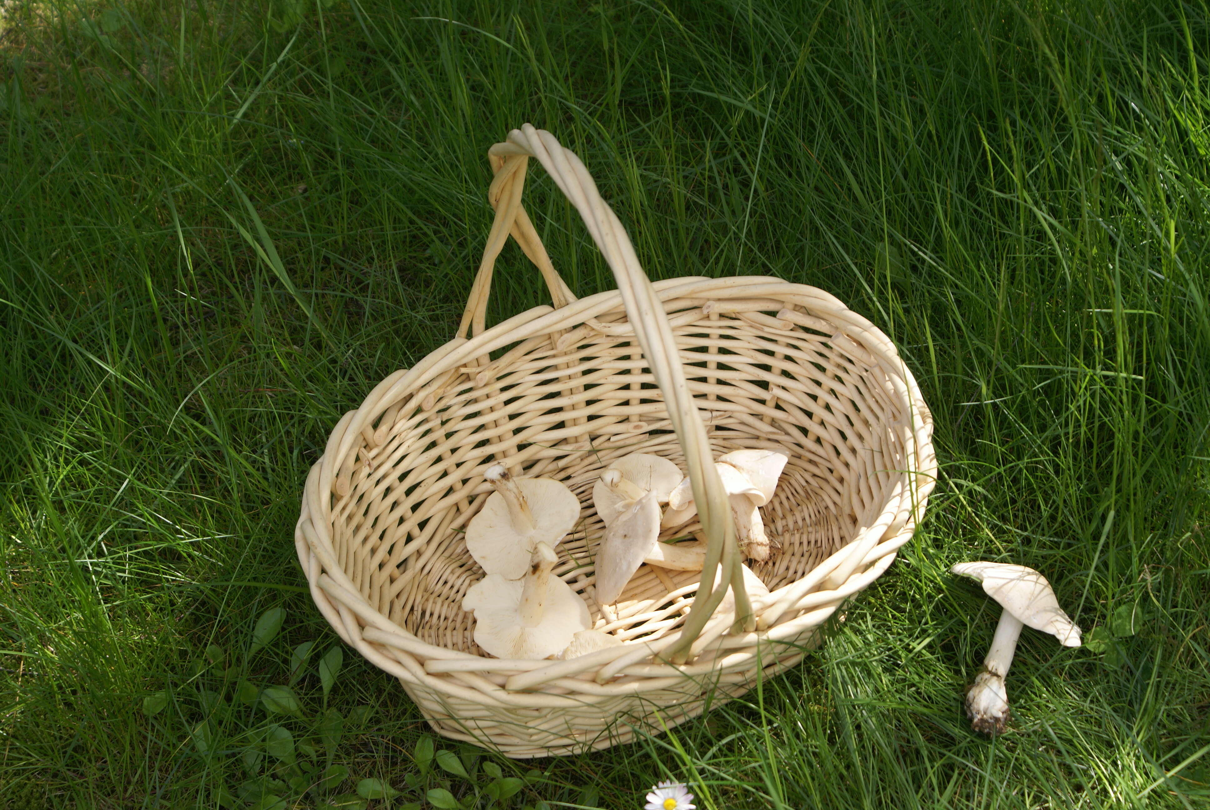 Image of Calocybe