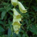 Image of Digitalis lutea subsp. lutea