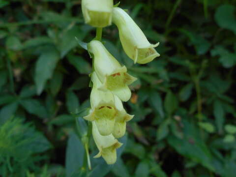 Imagem de Digitalis lutea subsp. lutea