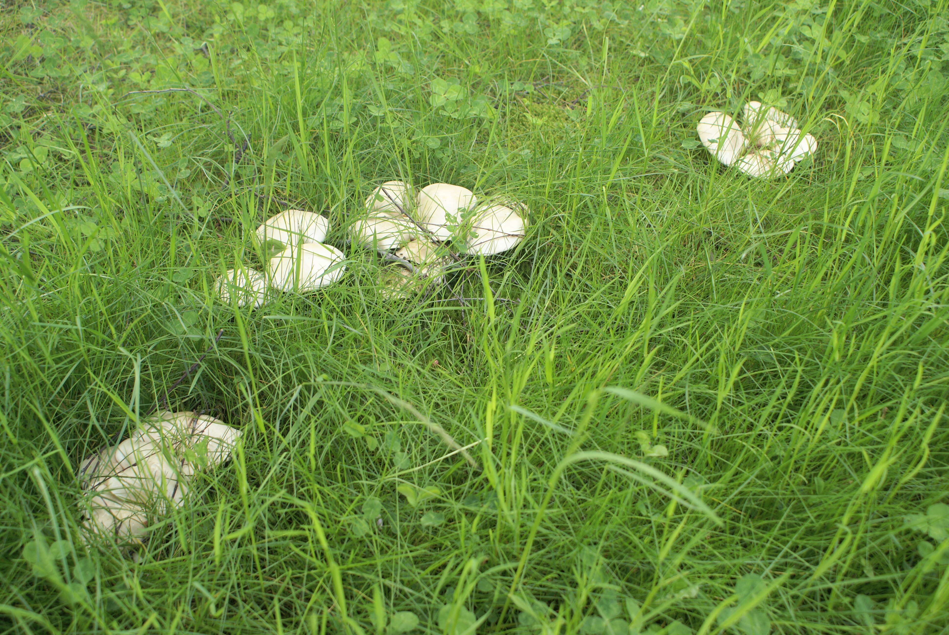 Image of Calocybe