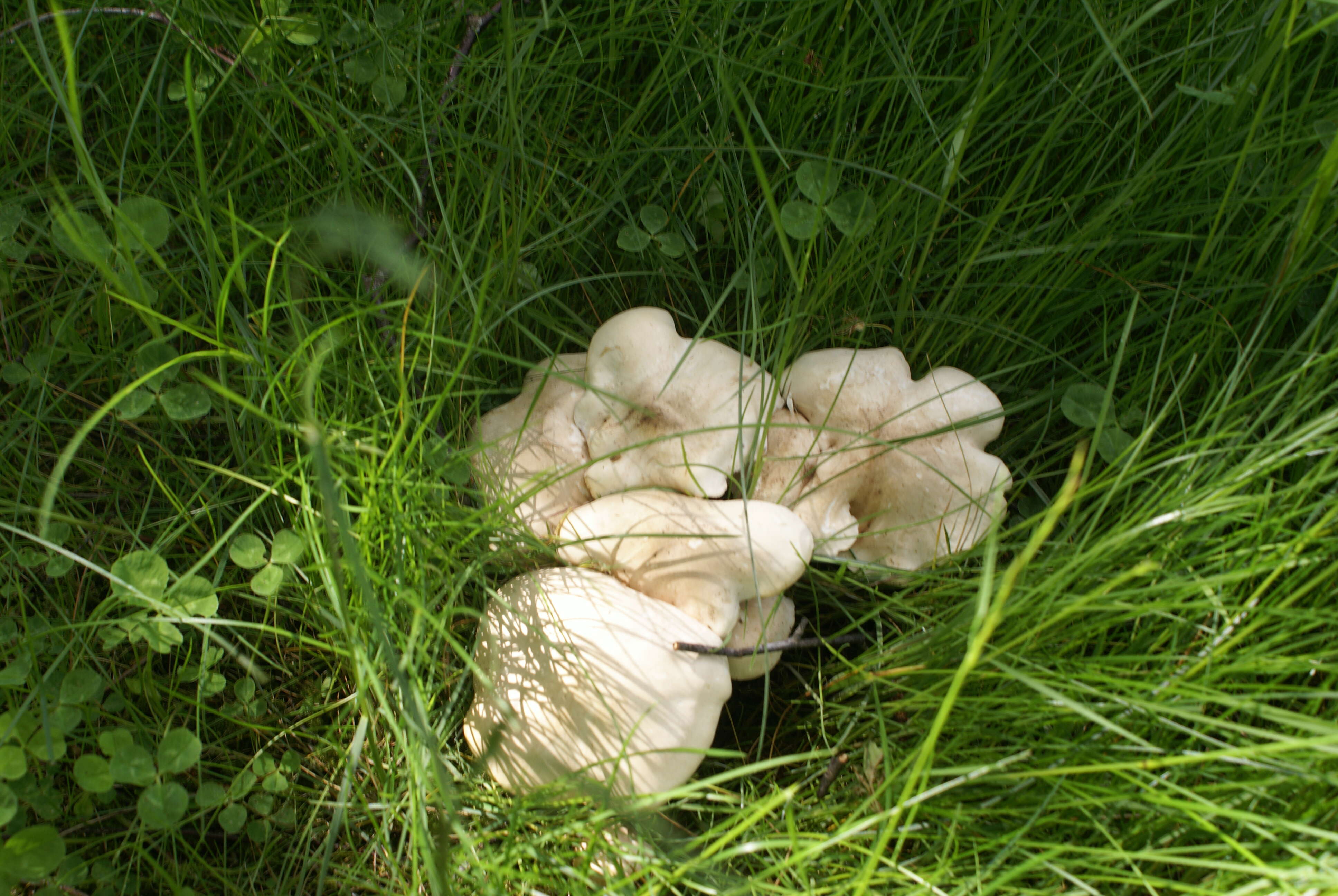 Image of Calocybe