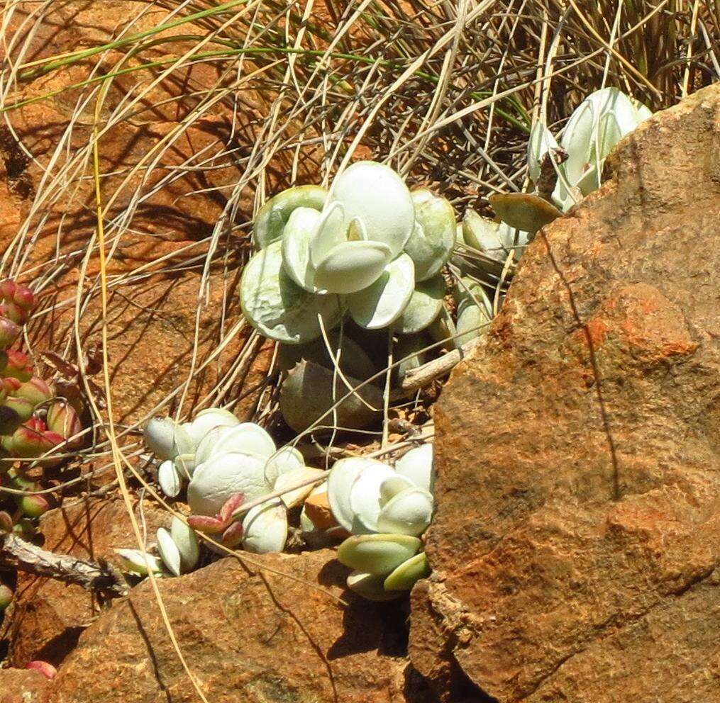 Sivun Adromischus leucophyllus Uitew. kuva