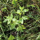 Image of Trans-Pecos stinkleaf