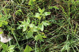 Image of Trans-Pecos stinkleaf