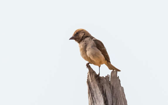 Image of Bush Petronia