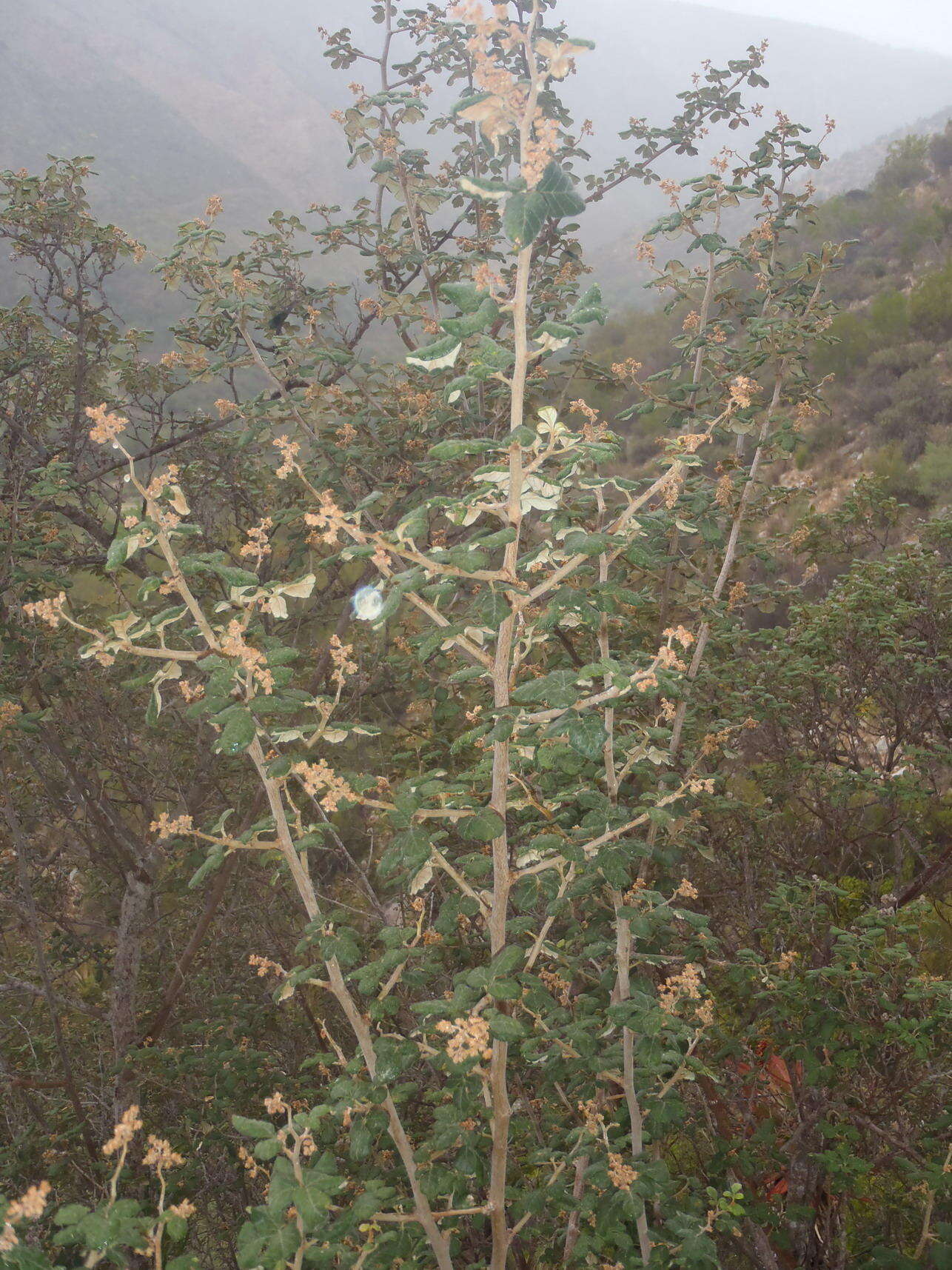 Image of Searsia incisa (L. fil.) F. A. Barkley