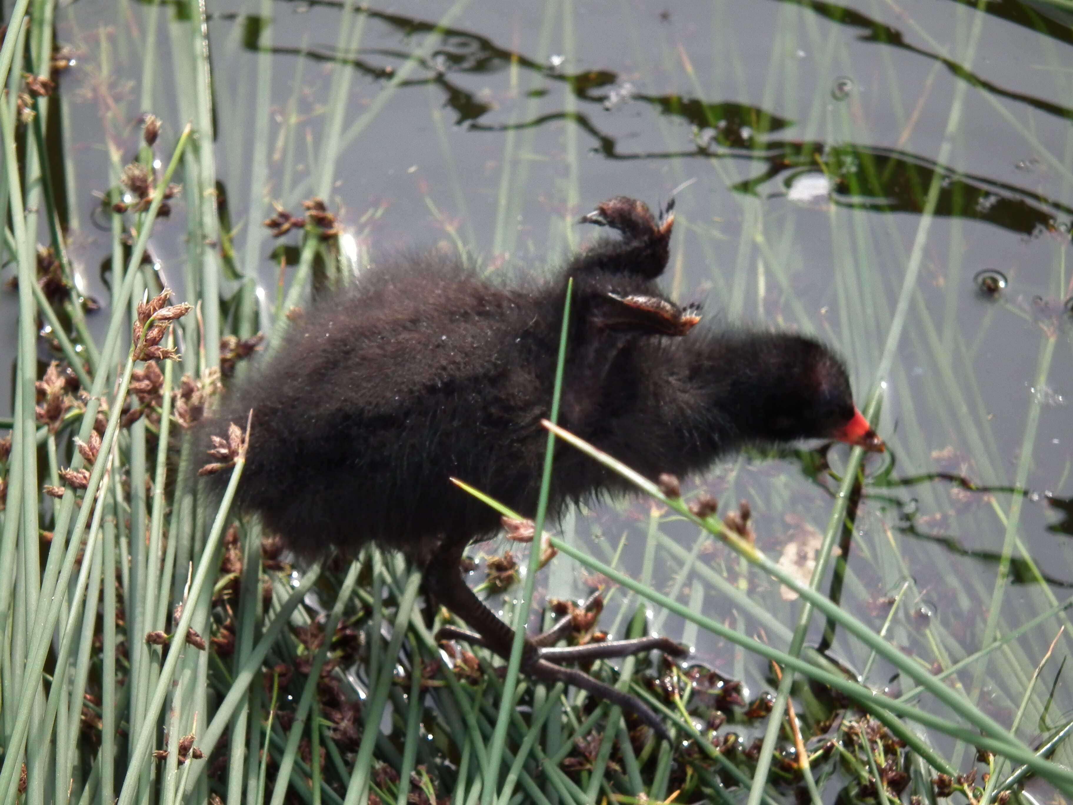 Image of Common Moorhen