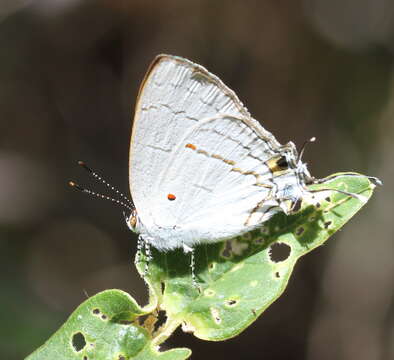 Image of Hypolycaena philippus (Fabricius 1793)