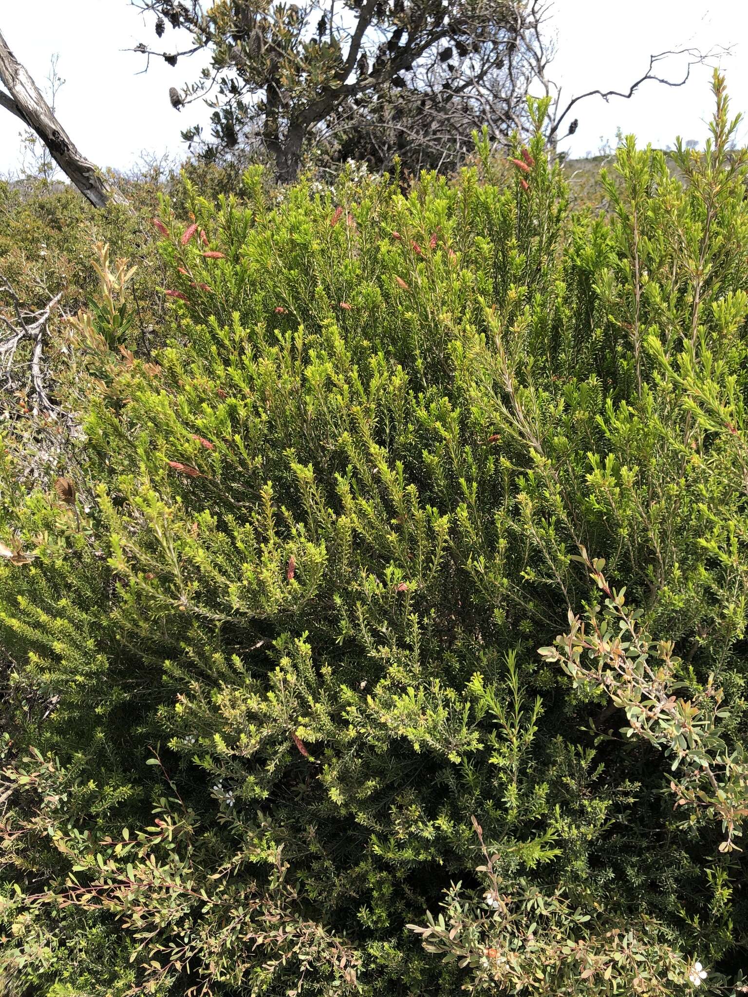 Image de Melaleuca armillaris (Gaertner) Smith