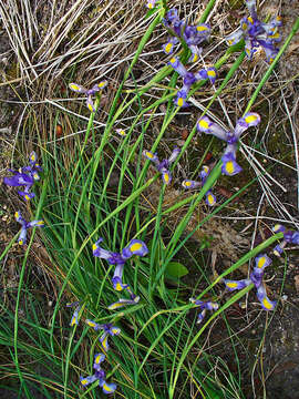 Image of Spanish iris