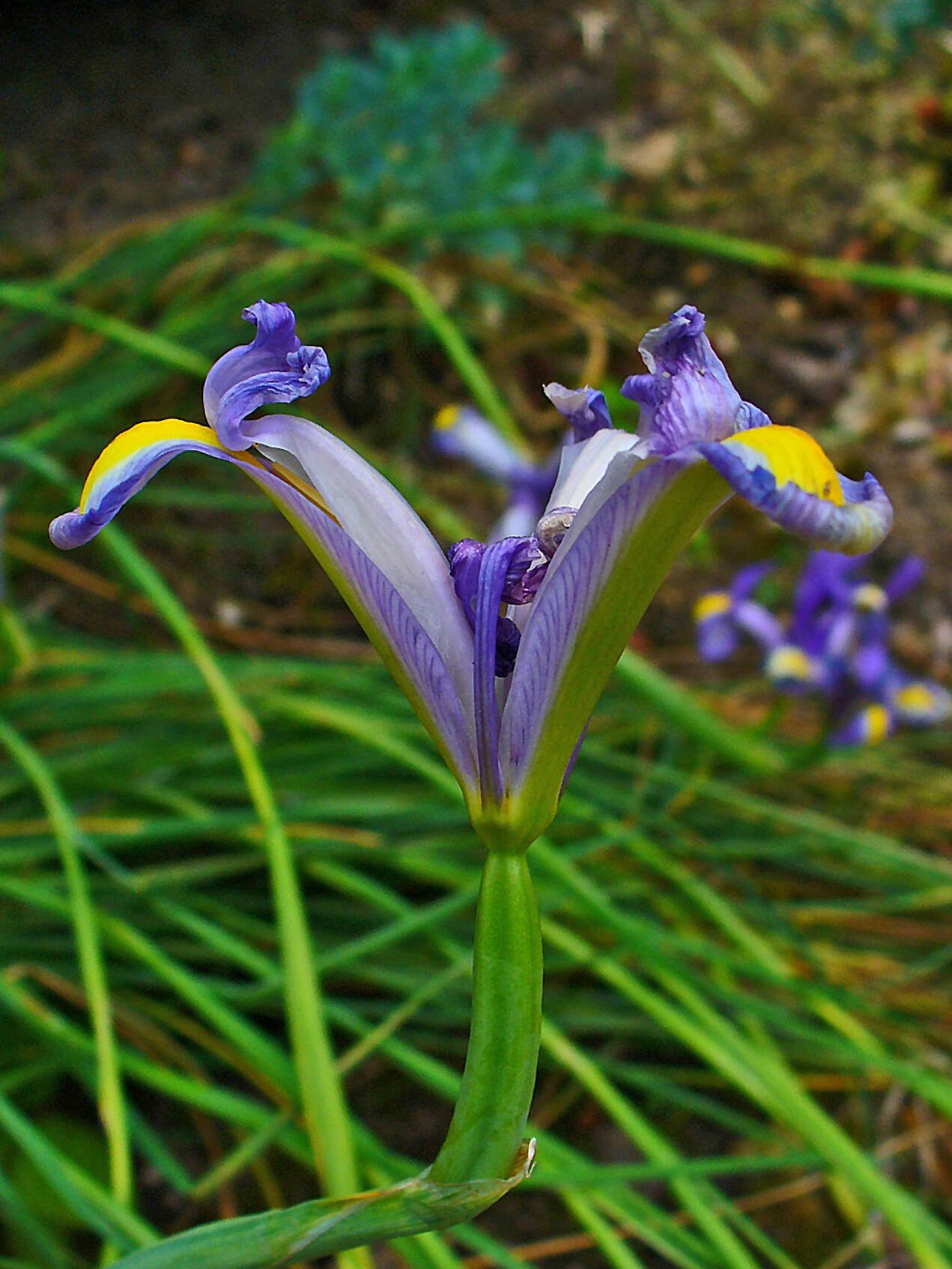 Image of Spanish iris