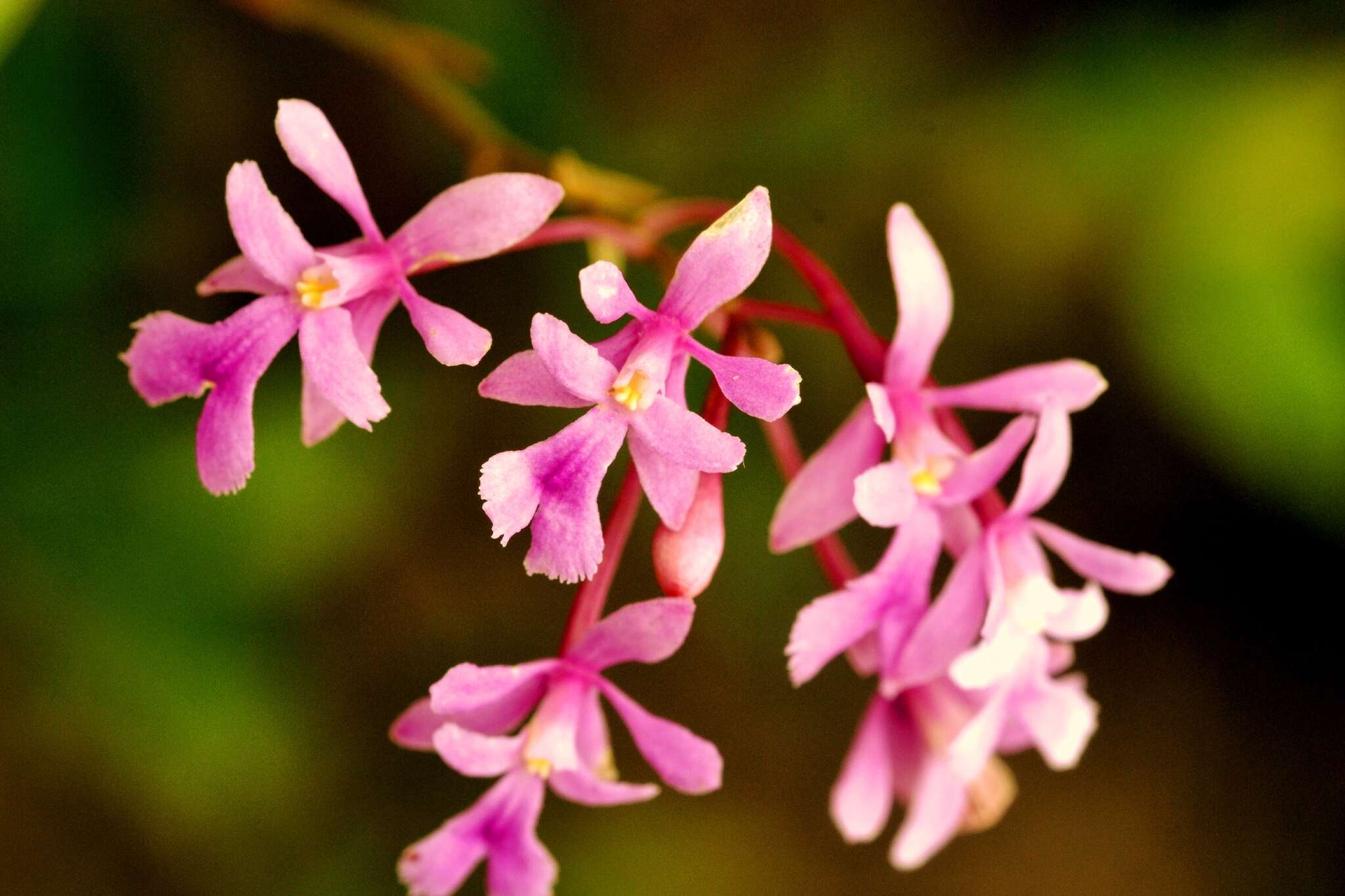 Image of Epidendrum macdougallii (Hágsater) Hágsater