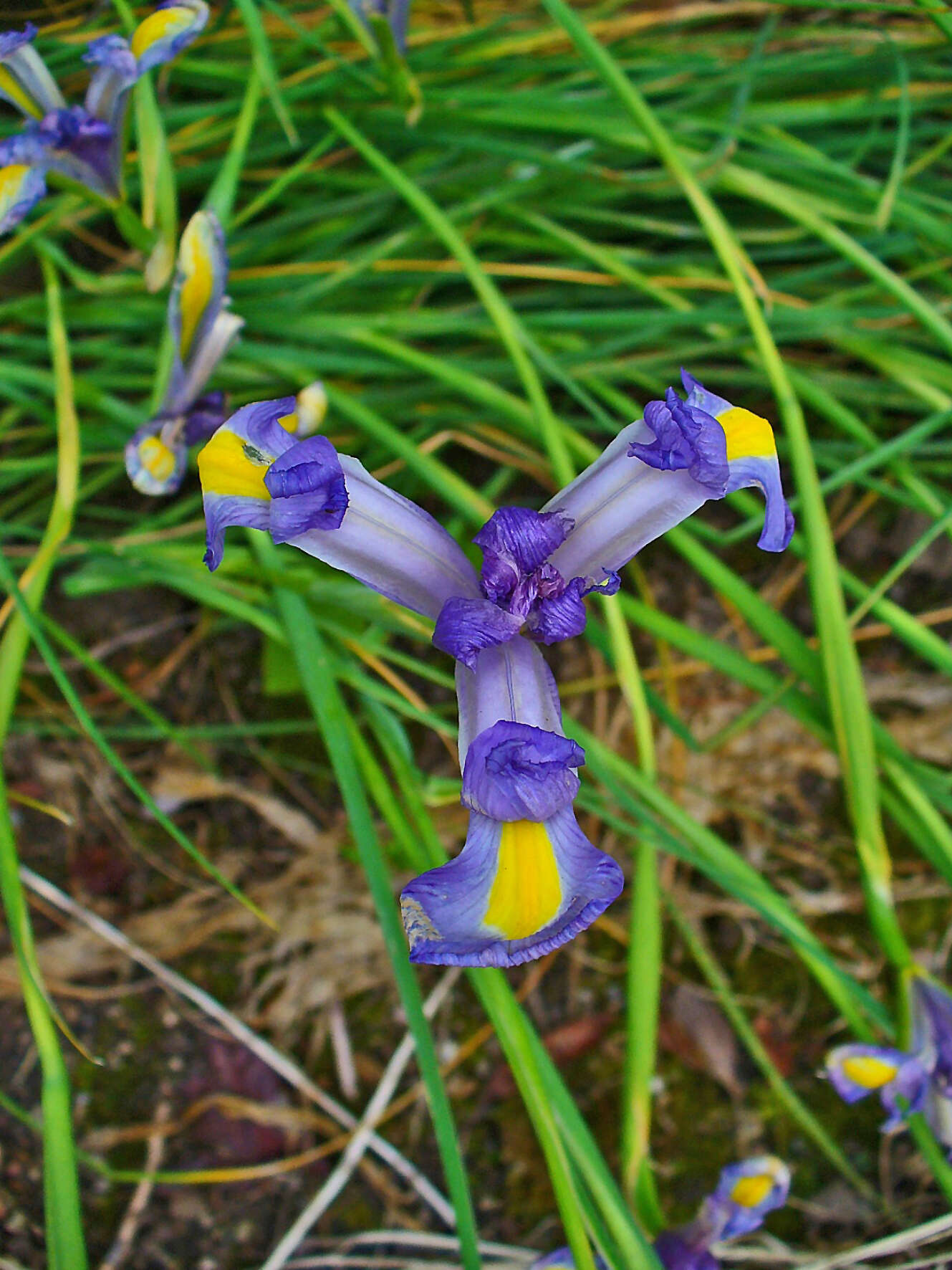Image of Spanish iris
