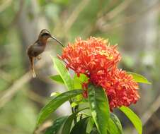 Image of Reddish Hermit