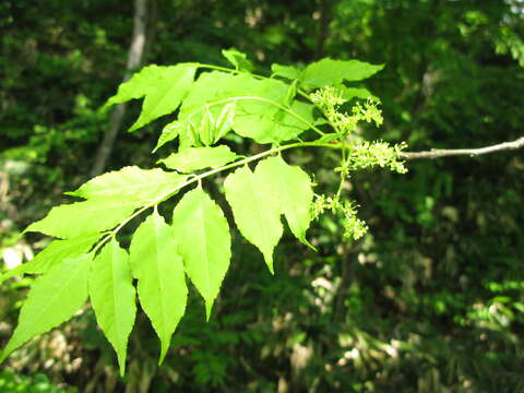 Imagem de Picrasma quassioides (D. Don) Benn.