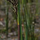 Image of Gahnia radula (R. Br.) Benth.