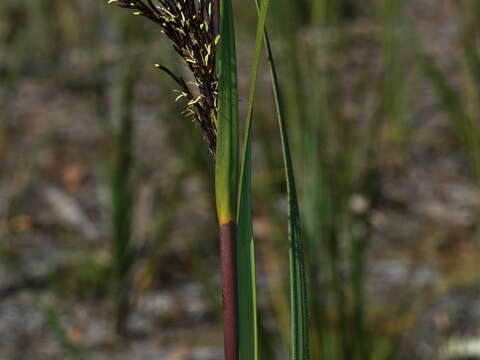 Image of Gahnia radula (R. Br.) Benth.