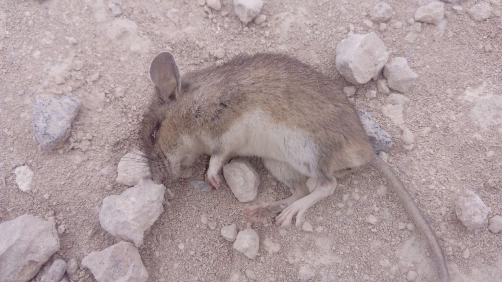 Image of Chihuahuan Grasshopper Mouse
