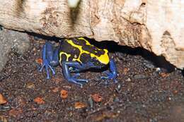 Image of Dyeing Poison Frog