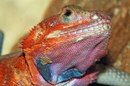 Image of Mwanza Flat-headed Rock Agama