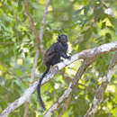 Image of Black Tamarin