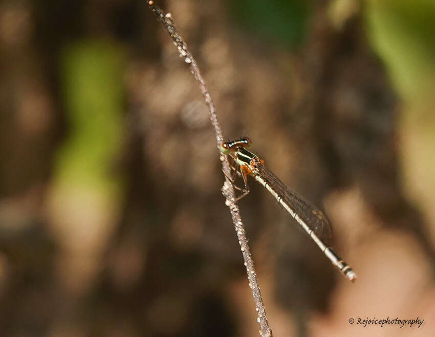 Imagem de Agriocnemis lacteola Selys 1877