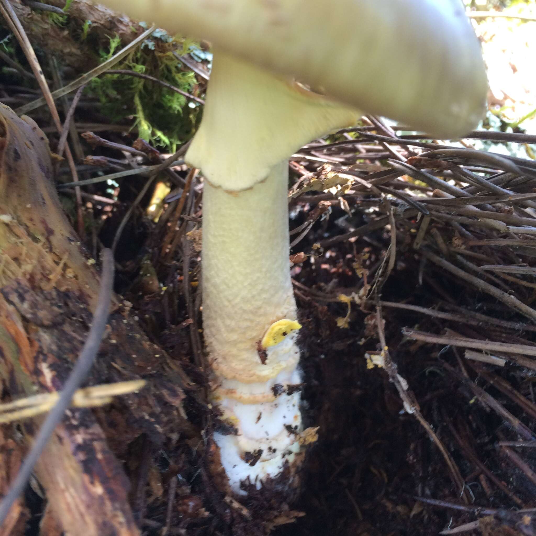 Image of Amanita augusta Bojantchev & R. M. Davis 2013