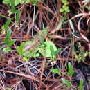 Sivun Smilax auriculata Walter kuva