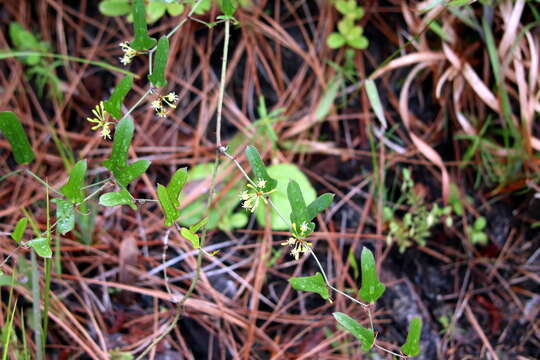 Image of earleaf greenbrier