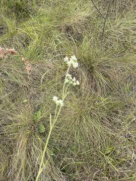 Pimpinella caffra (Eckl. & Zeyh.) D. Dietr. resmi