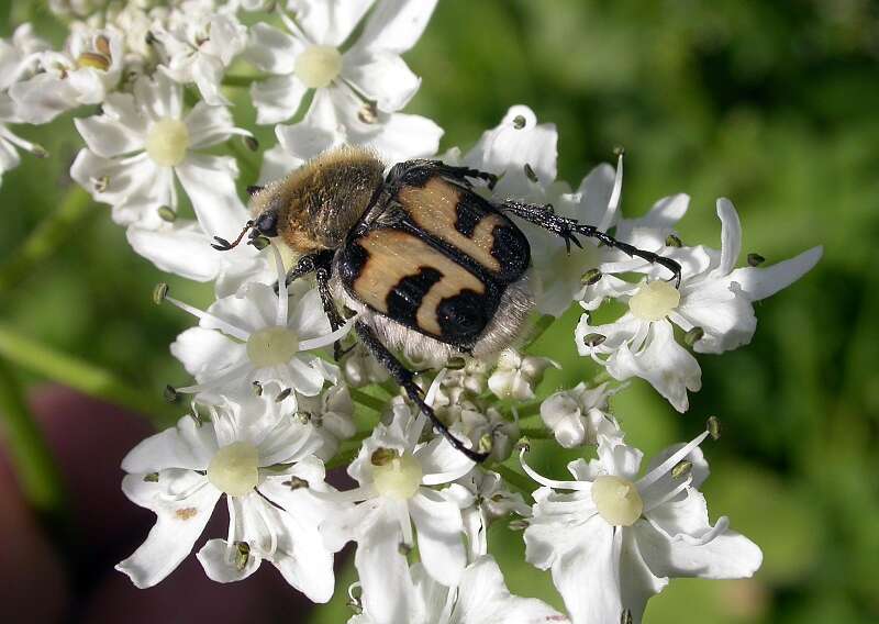 Image of Bee beetle