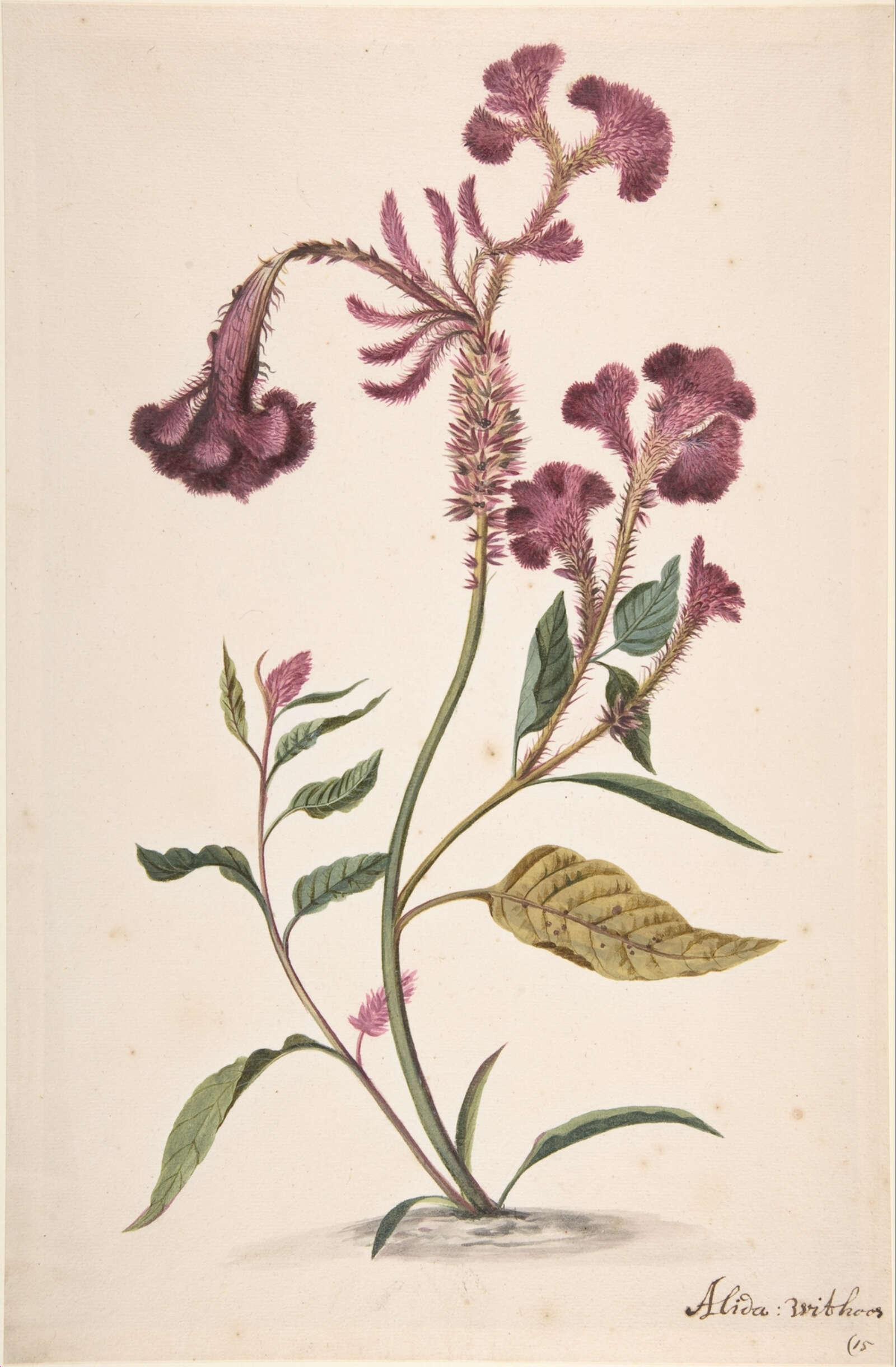 Imagem de Celosia argentea L.