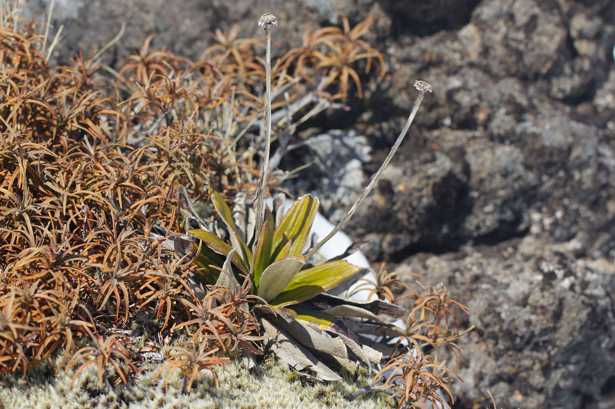 Image of Celmisia spectabilis subsp. spectabilis